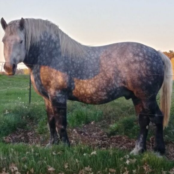 Believe In Your 'Because'! What are you Poshing For? - Picture 1 of 1